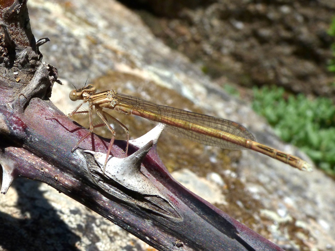 dragonfly winged insect branch free photo