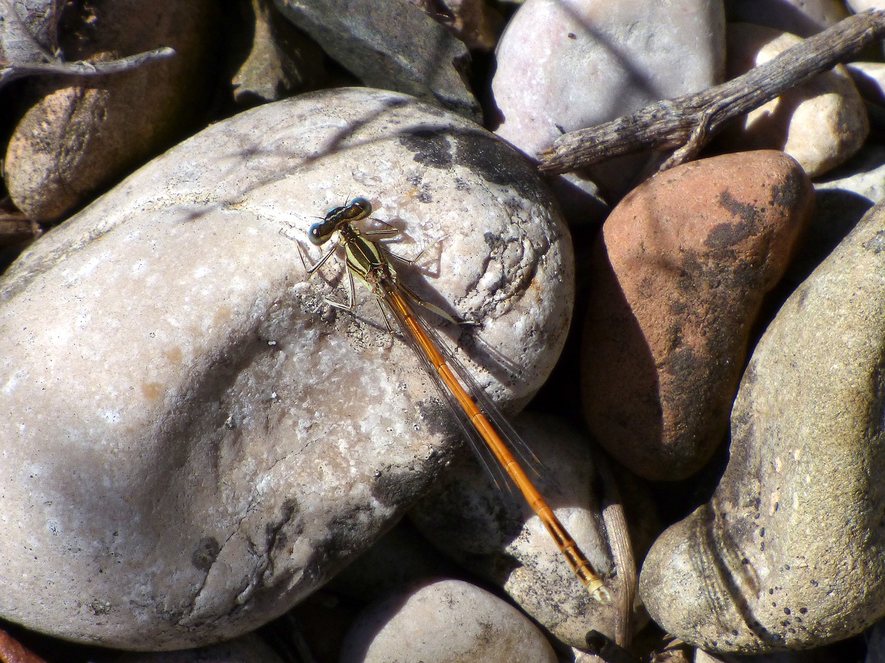 dragonfly winged insect branch free photo