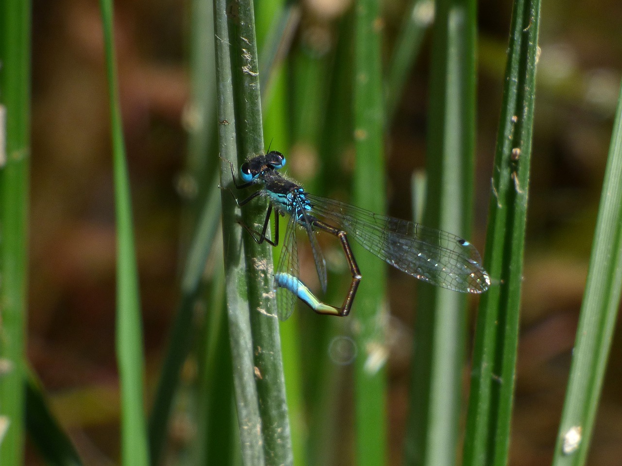 dragonfly stem wetland free photo