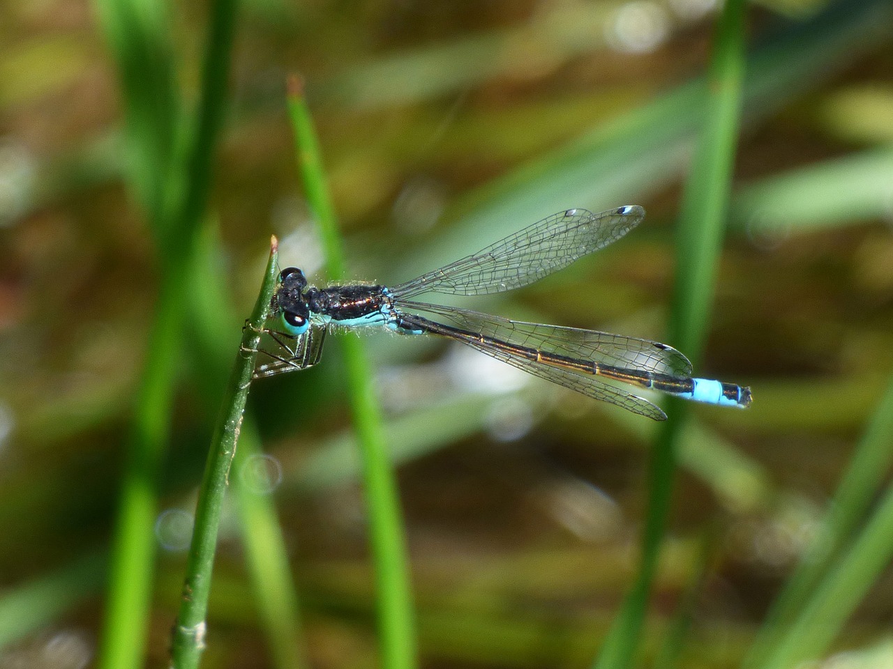 dragonfly stem wetland free photo
