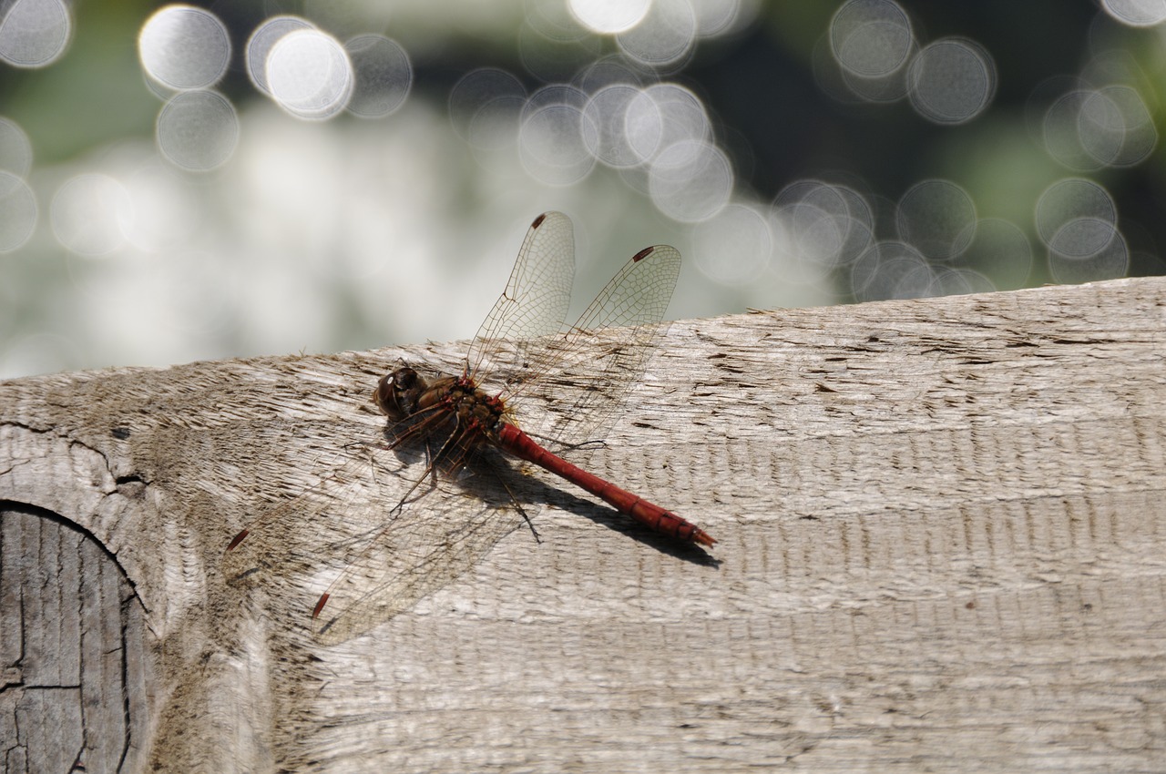 dragonfly nature insect free photo