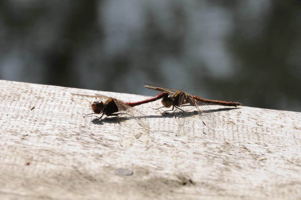 dragonfly nature insect free photo