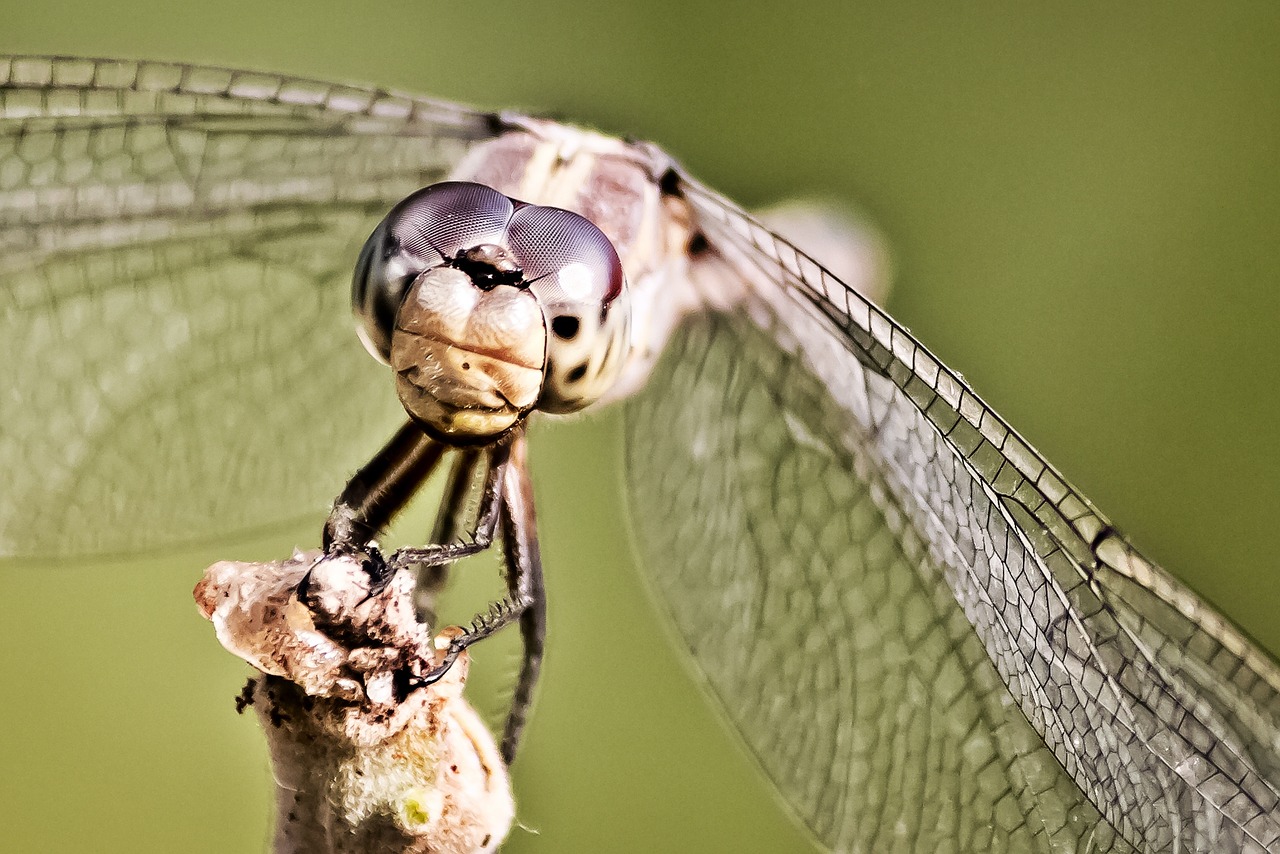 dragonfly anisoptera nature free photo