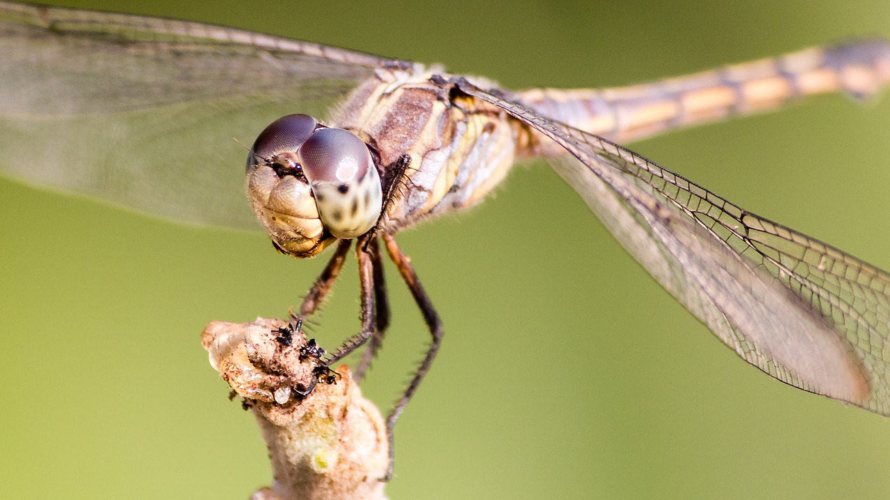 dragonfly nature insect free photo