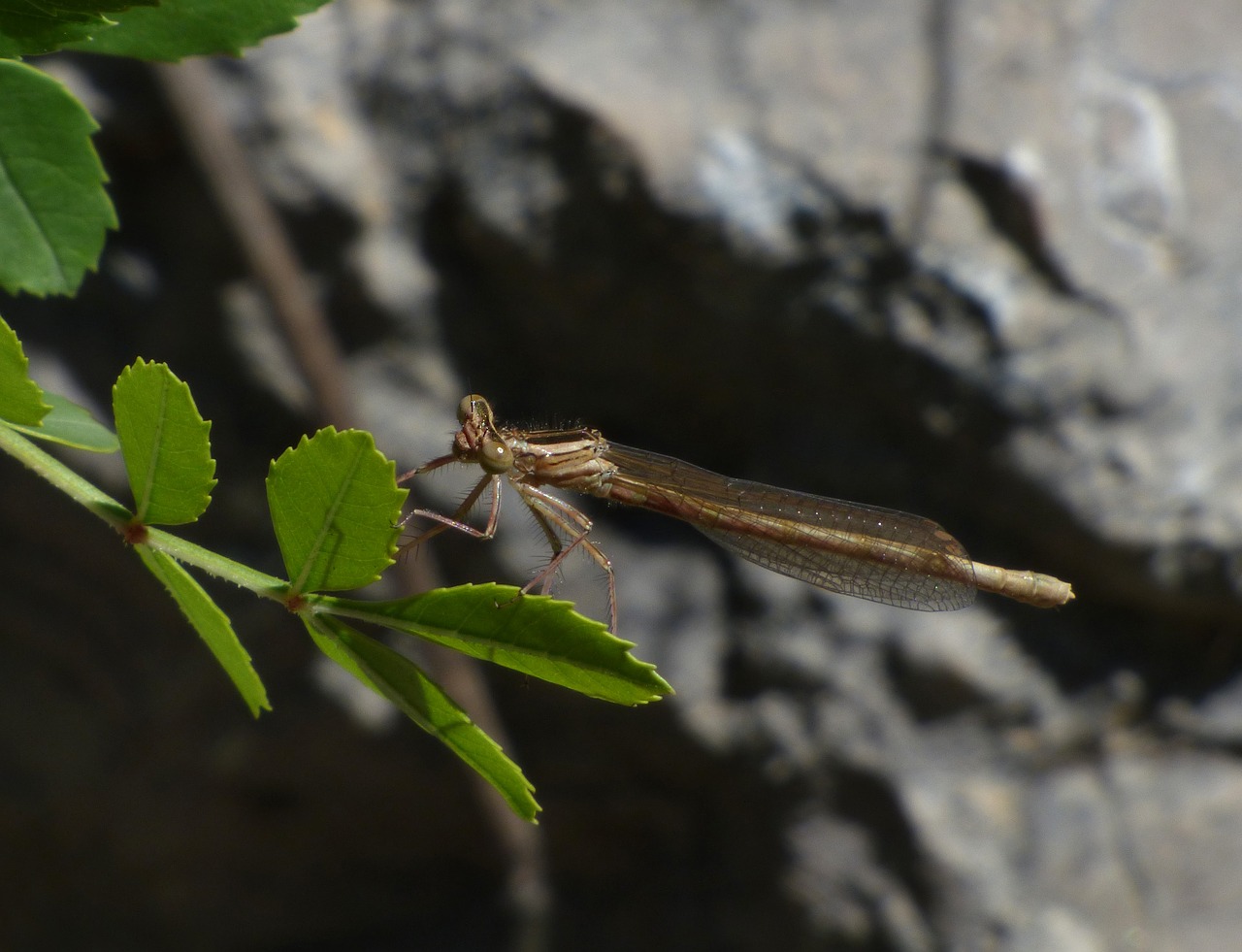 dragonfly winged insect leaves free photo