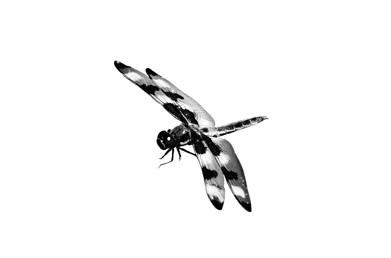dragonfly black and white masked free photo
