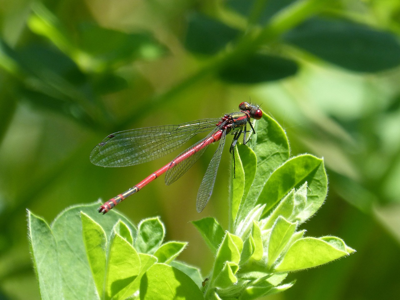 dragonfly leaves red dragonfly free photo