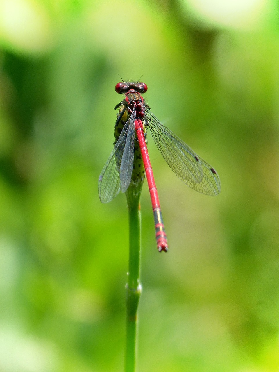 dragonfly stem red dragonfly free photo