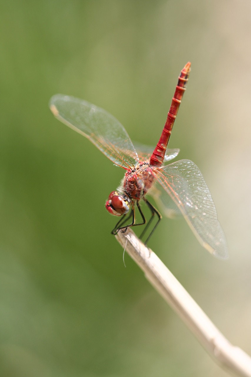 dragonfly red insect free photo