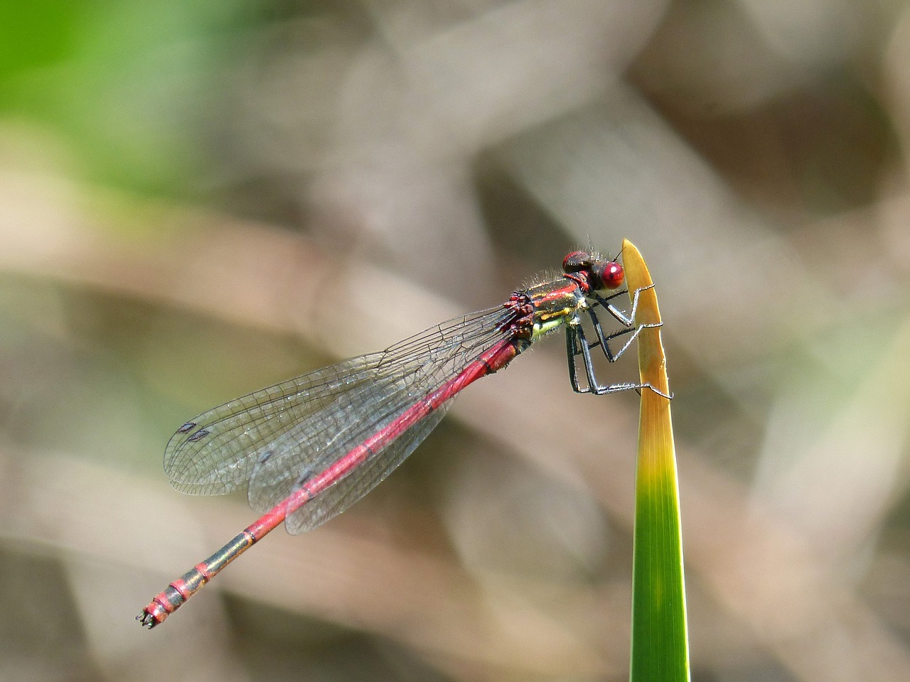 dragonfly leaf red dragonfly free photo