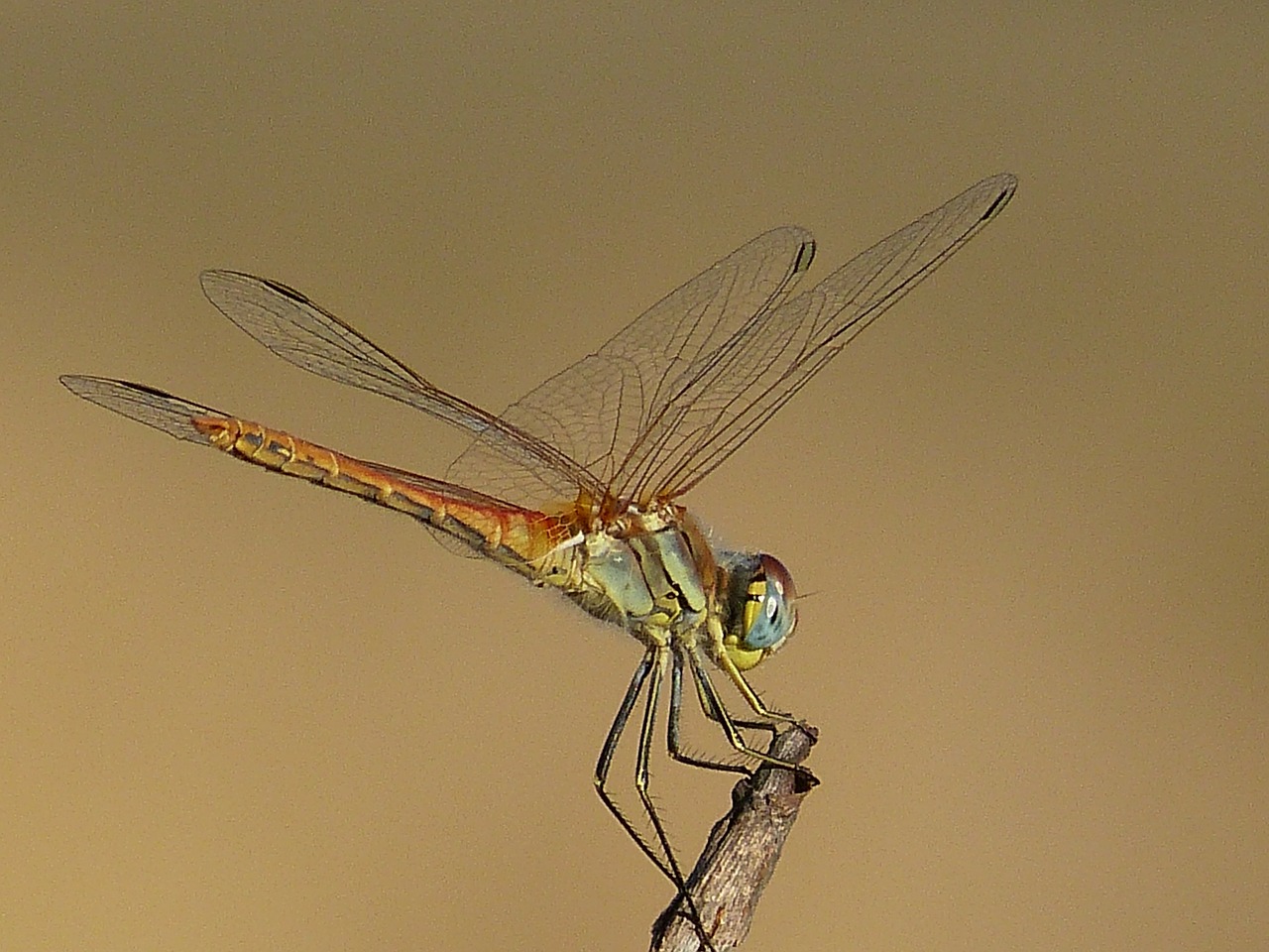 dragonfly animal wings free photo