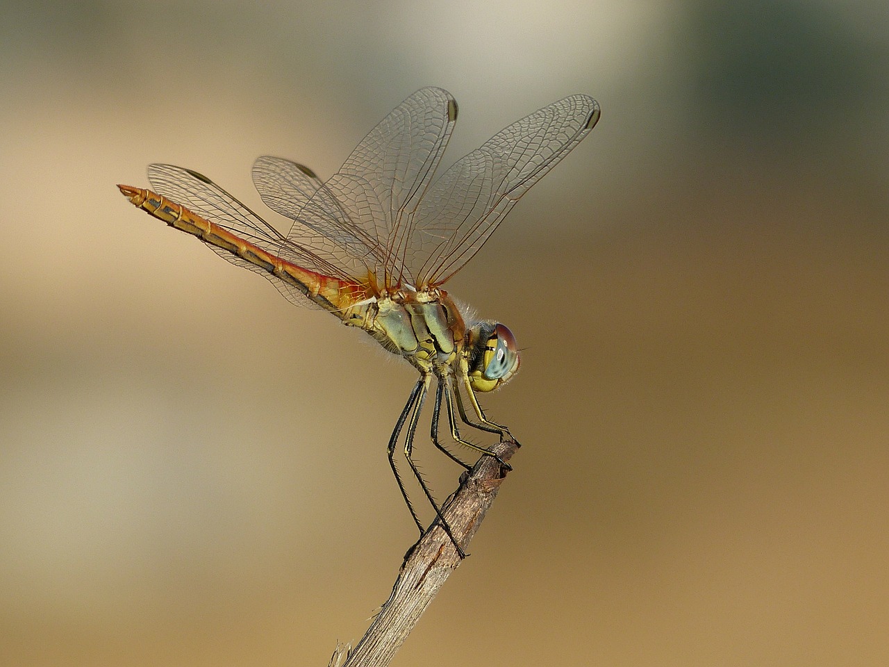 dragonfly animal wings free photo