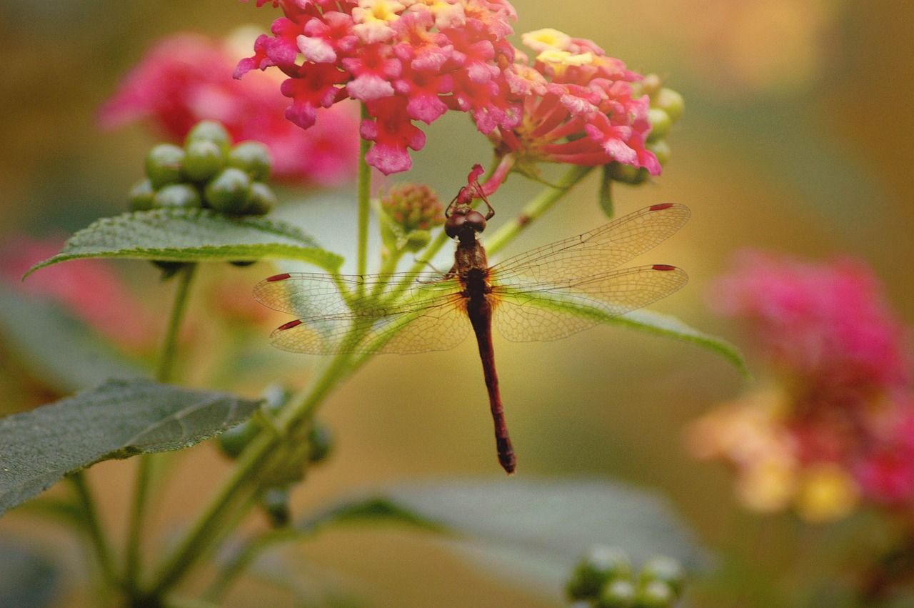 dragonfly nature wings free photo