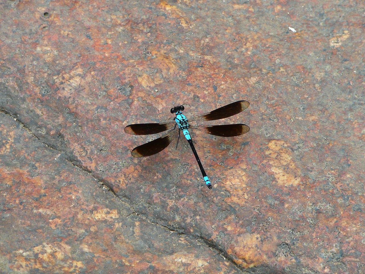 dragonfly bowen wetlands north queensland free photo