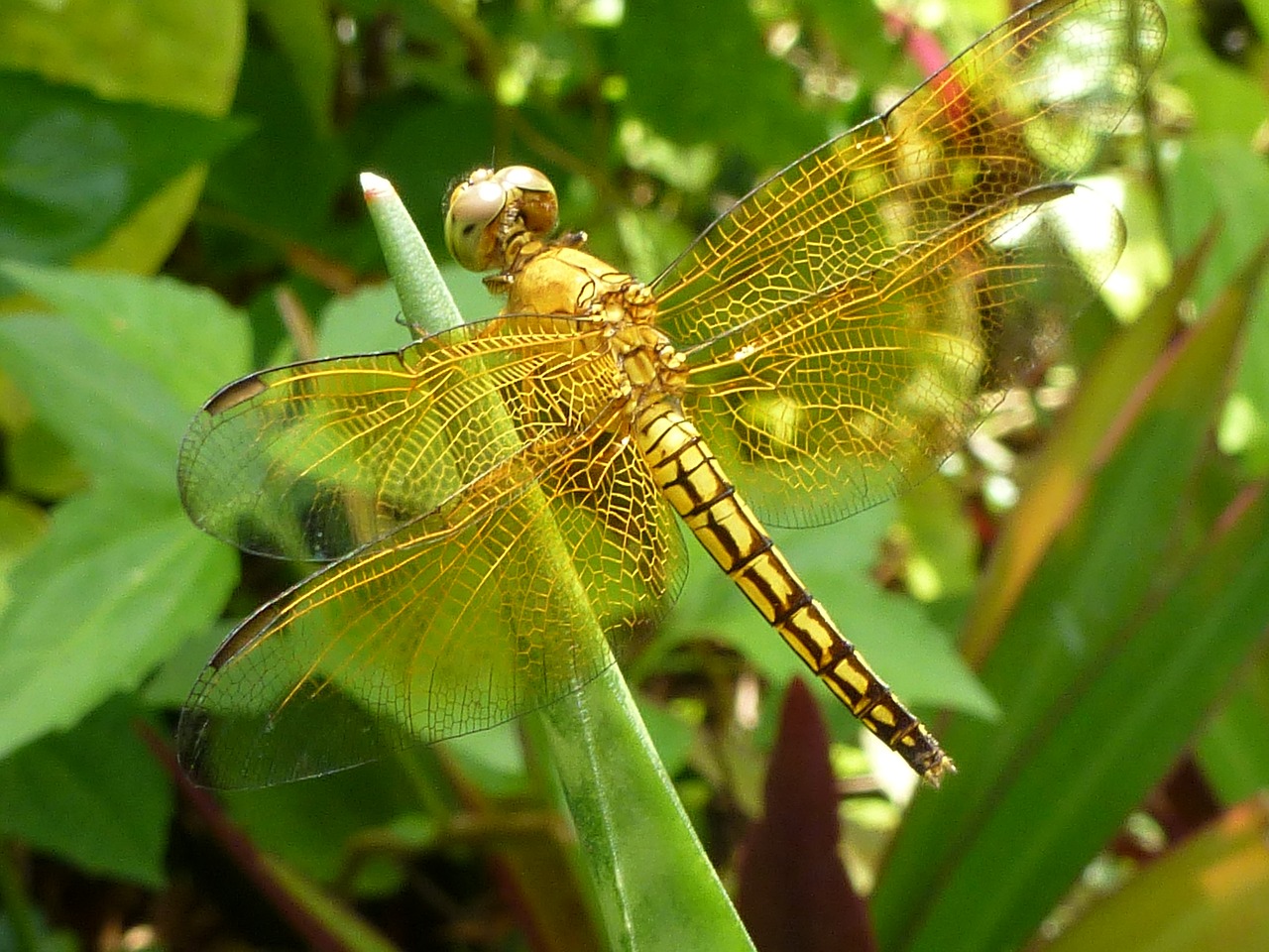 dragonfly golden philippines free photo