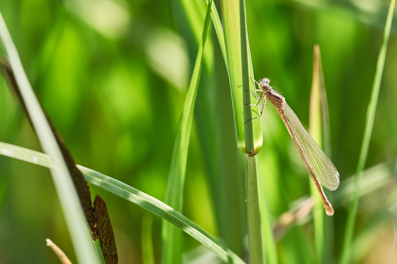 dragonfly blatte close free photo