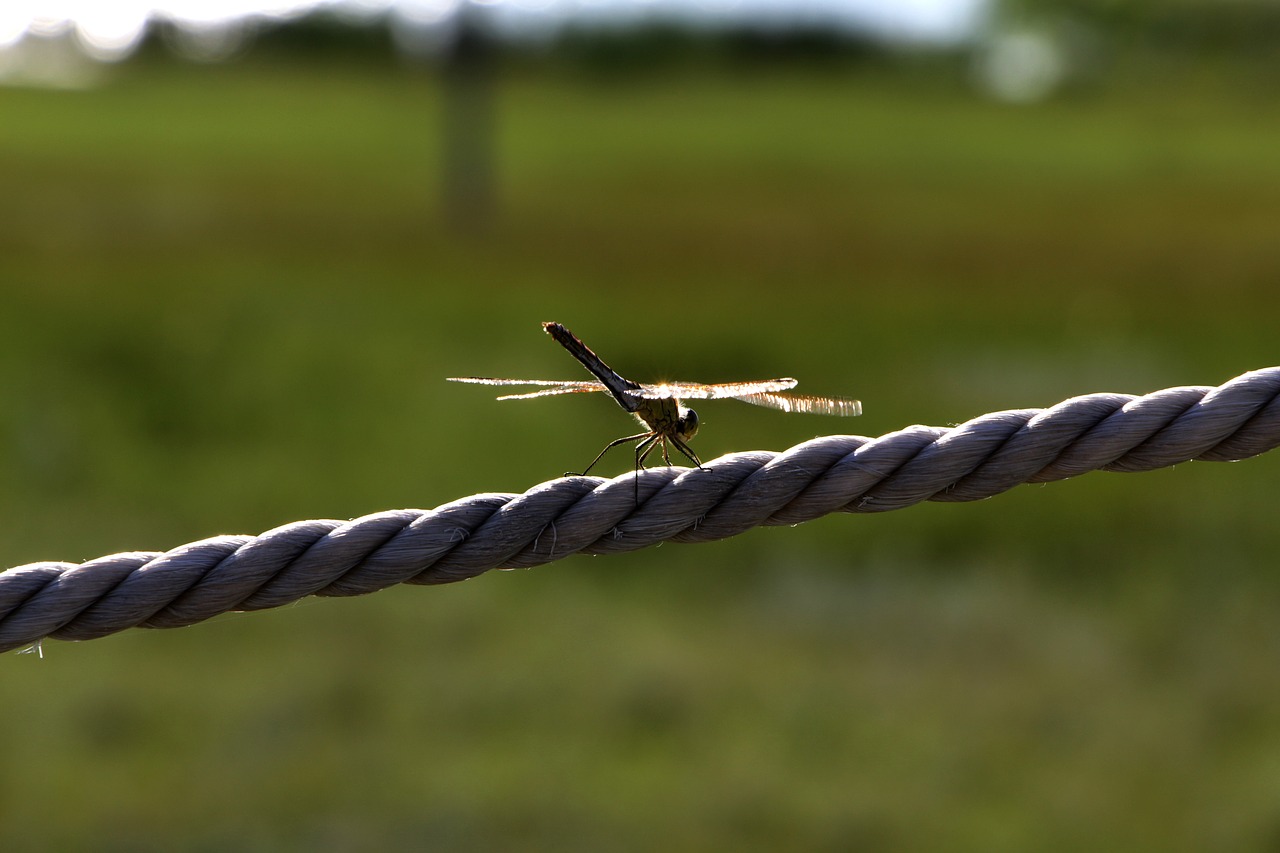 dragonfly prairie backlighting free photo