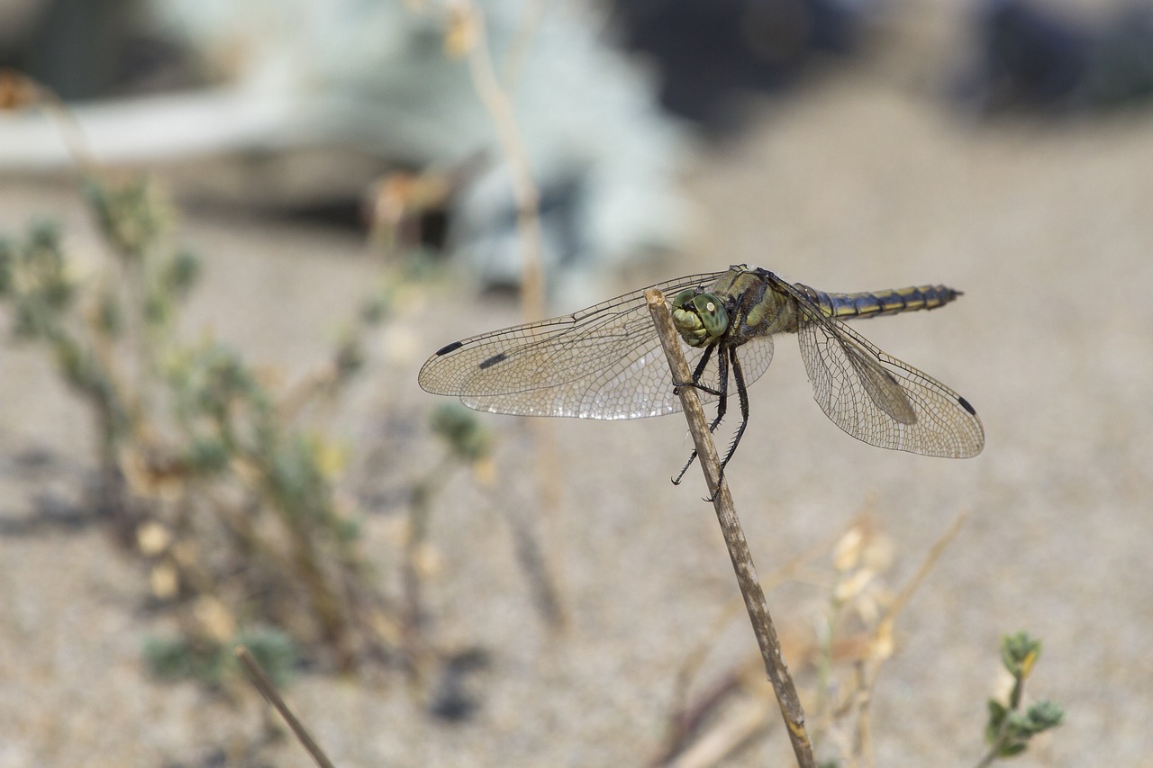 dragonfly insect wing free photo