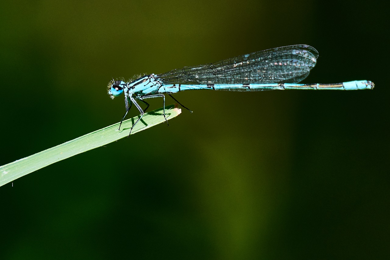 dragonfly nature insect free photo