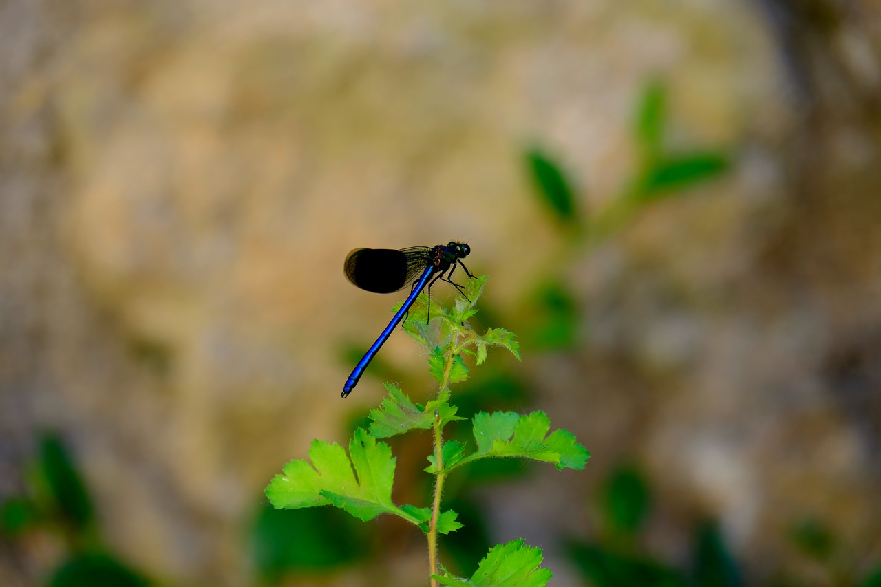 dragonfly blue dragonfly insect free photo