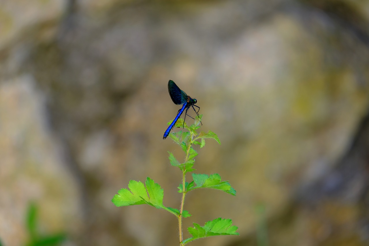 dragonfly blue dragonfly insect free photo