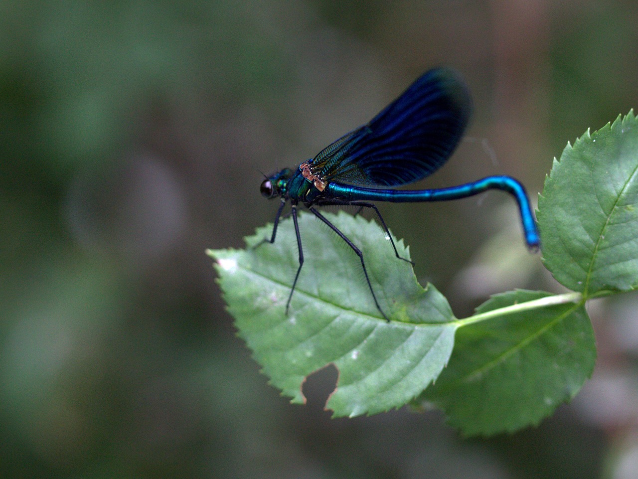 dragonfly blue leaf free photo