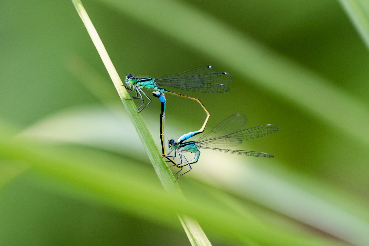 dragonfly dragonflies macro free photo