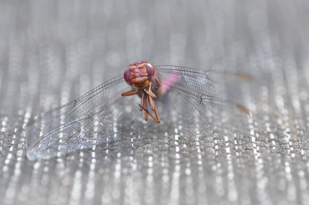 dragonfly insect nature free photo