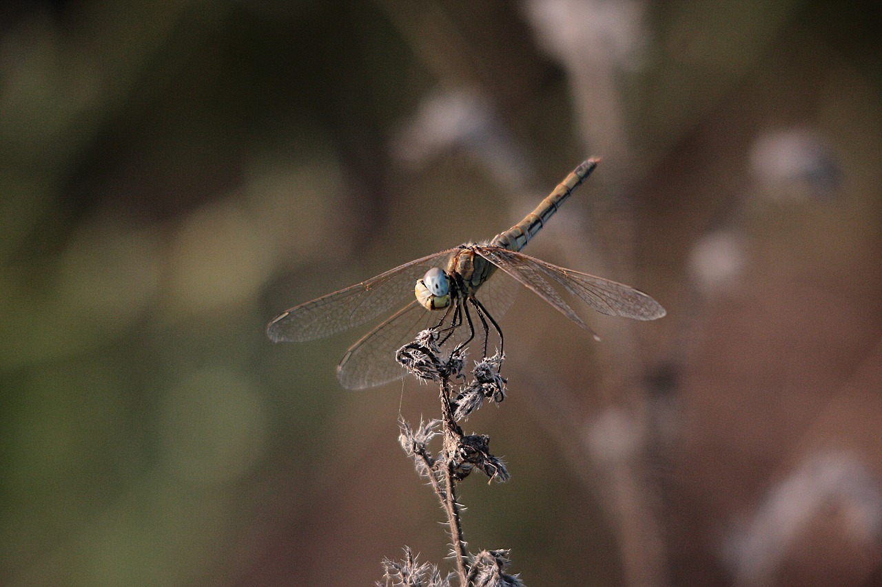 dragonfly nature insect free photo