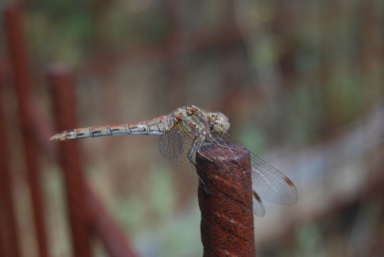 dragonfly flying insect nature free photo