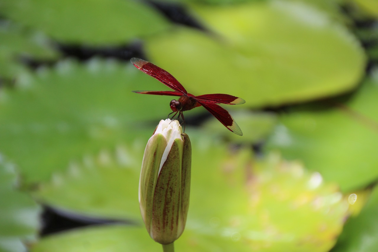 dragonfly red green free photo