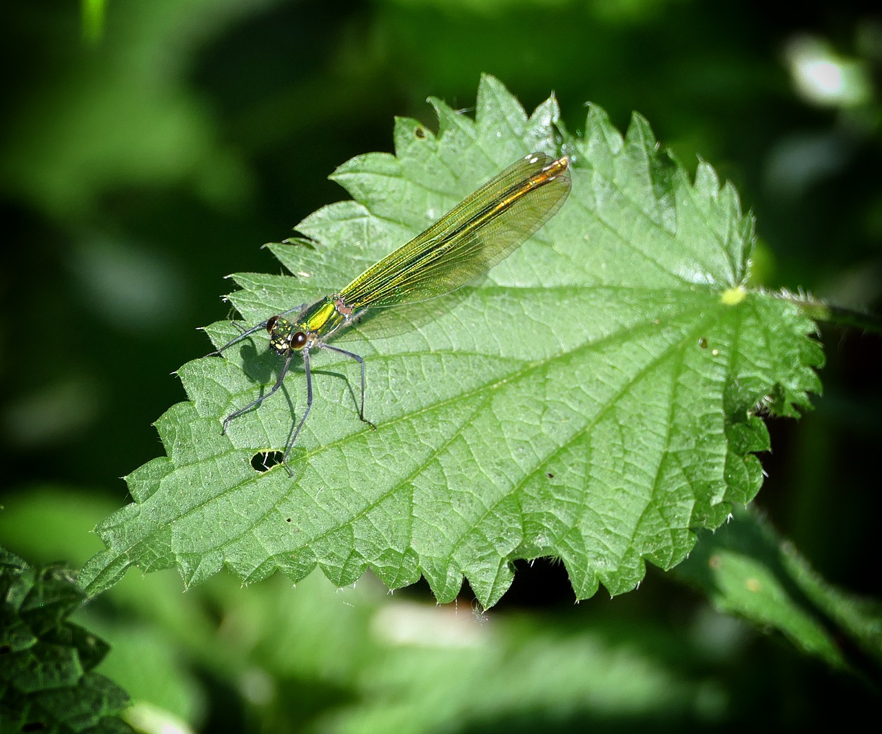 Dragonfly,green,insect,free pictures, free photos - free image from ...