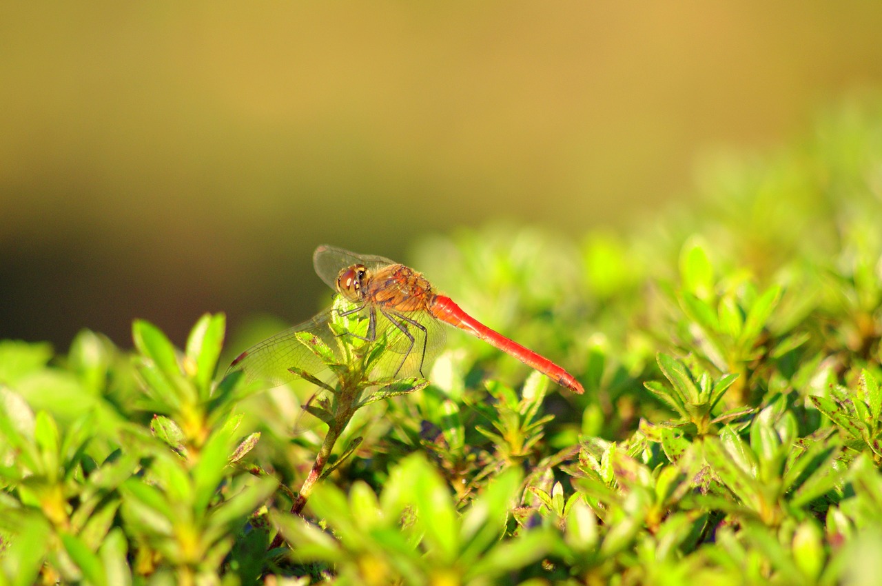 dragonfly red dragonfly summer free photo