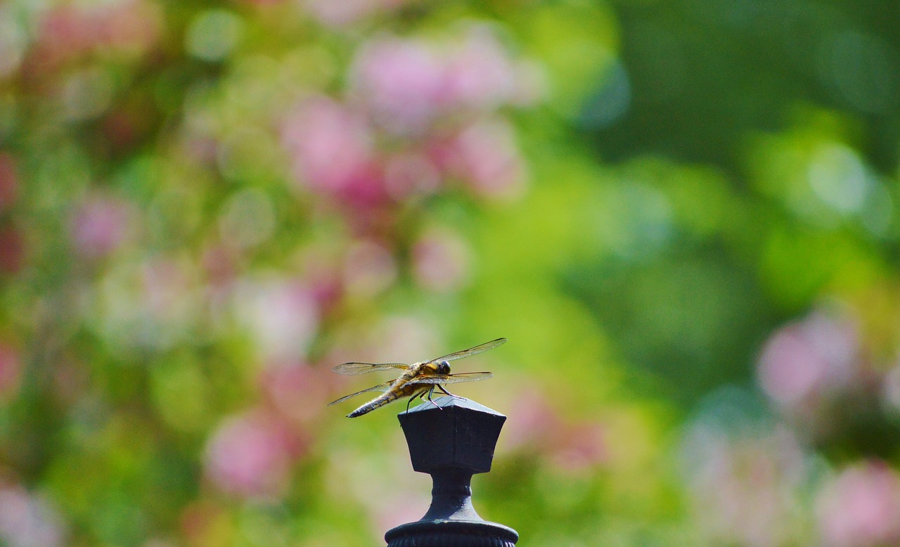 dragonfly insect wing free photo