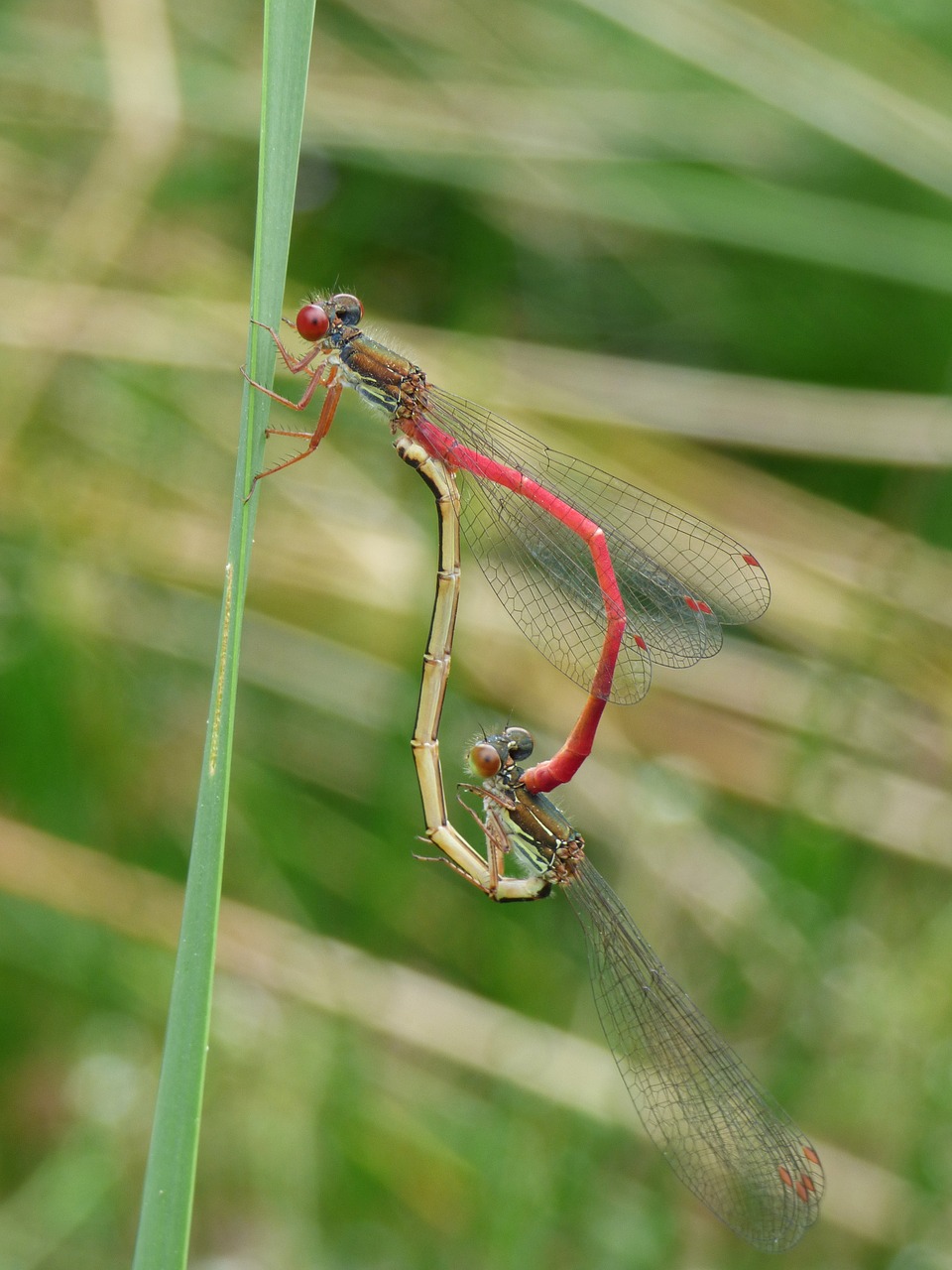 dragonfly damselfly ceriagrion tenellum free photo