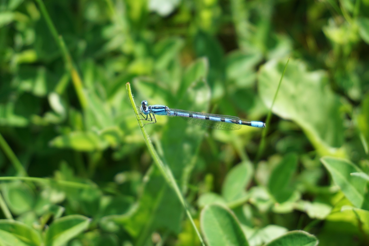 dragonfly blue insect free photo