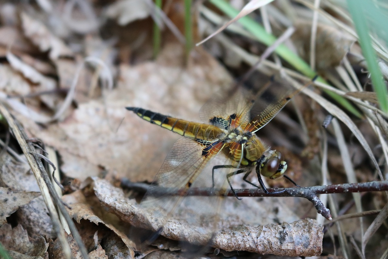 dragonfly grass insect free photo