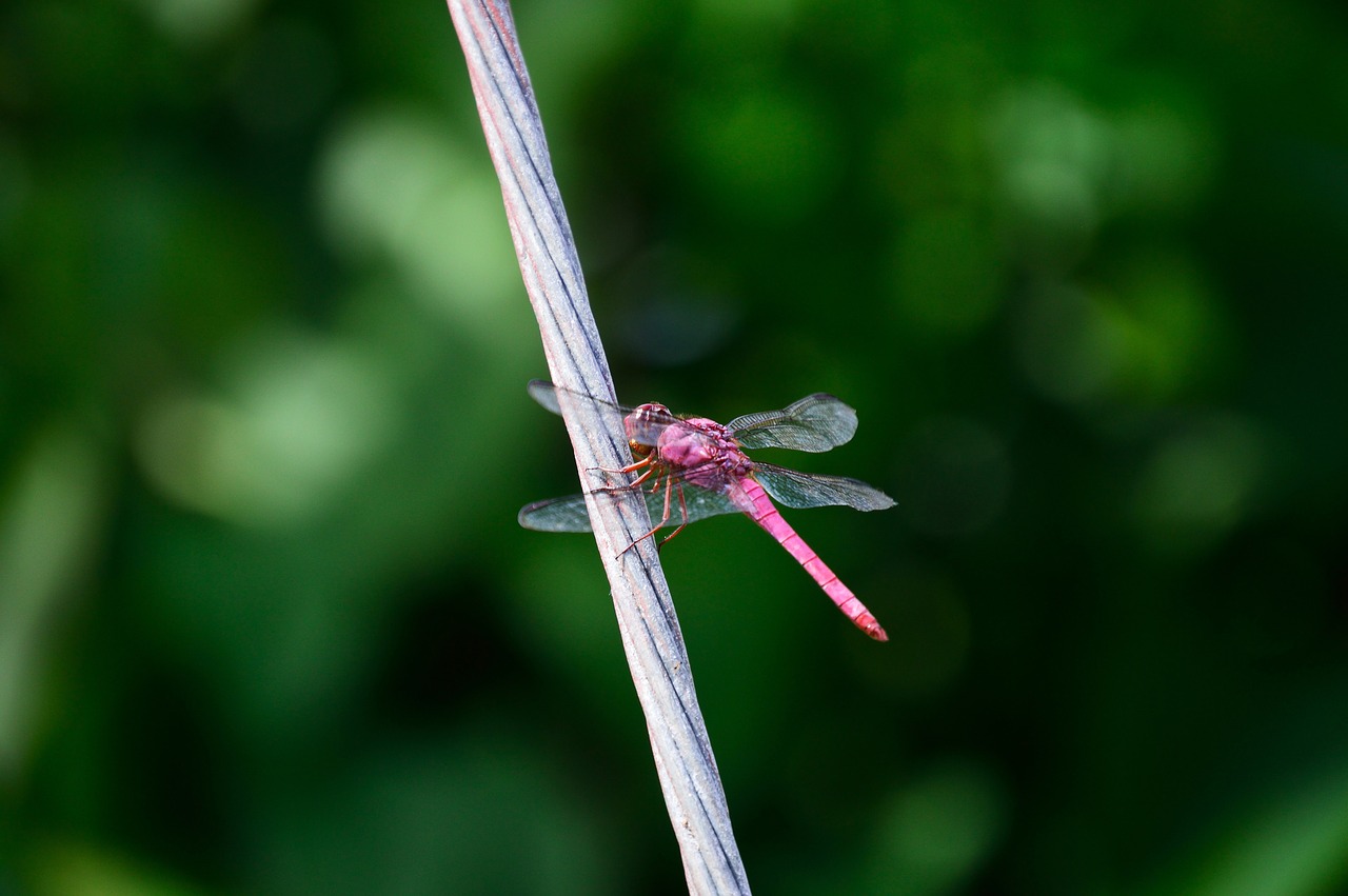 dragonfly insect wild life free photo