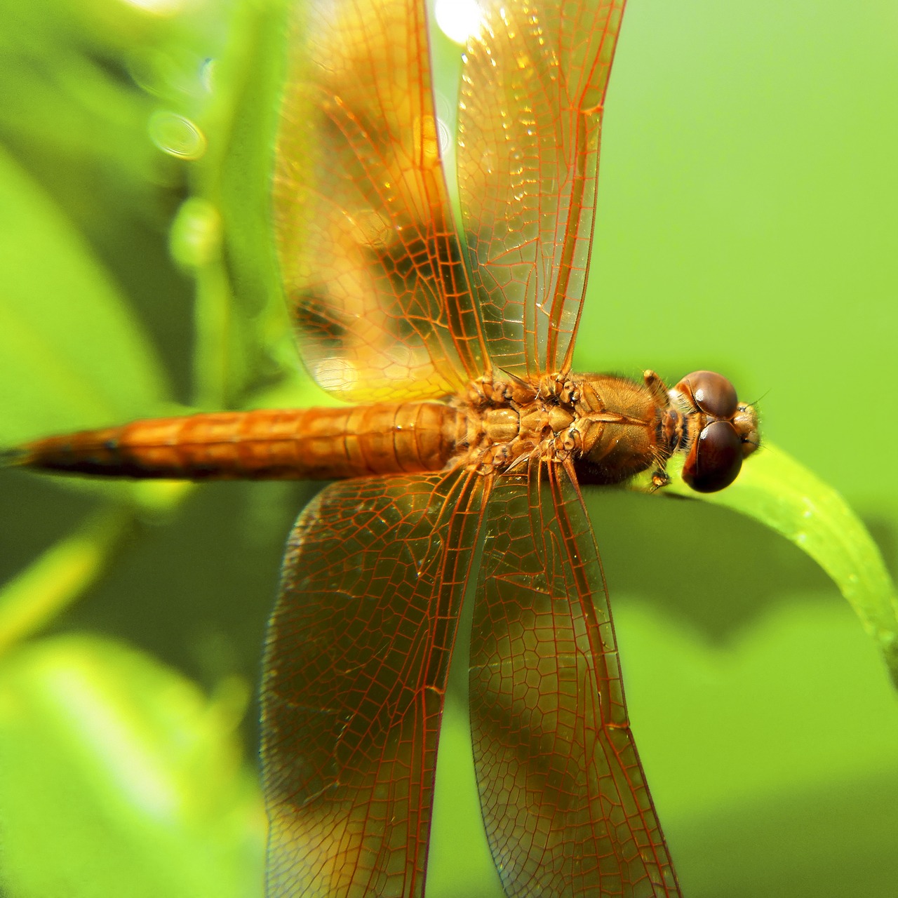 dragonfly green animal free photo