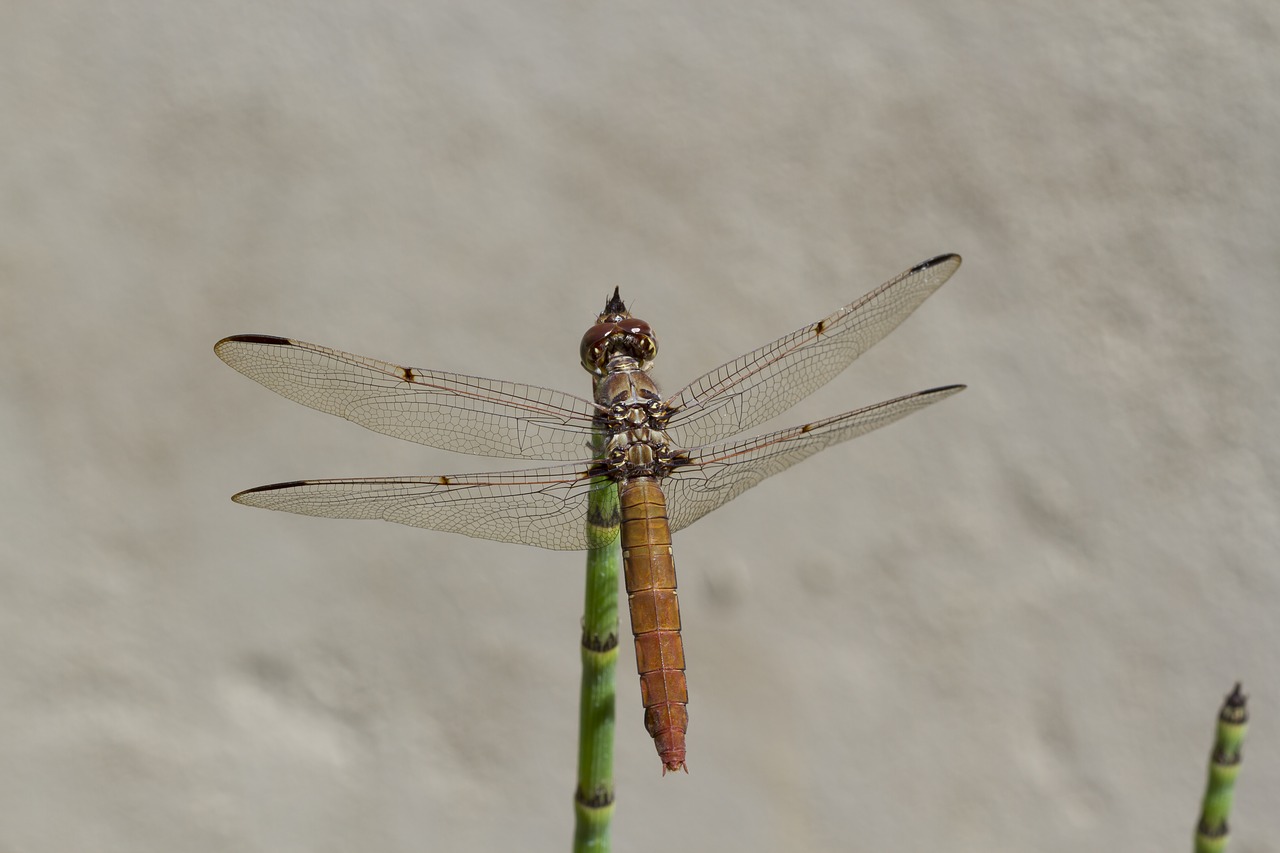 dragonfly wings plant free photo