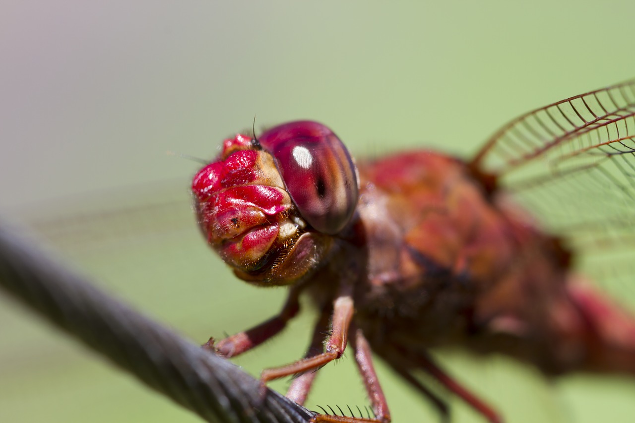 dragonfly insect garden free photo