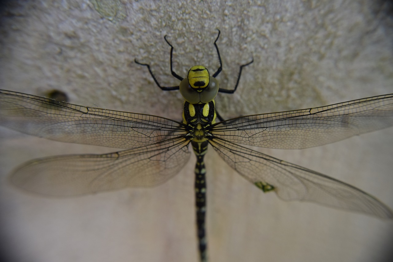 dragonfly insect macro free photo