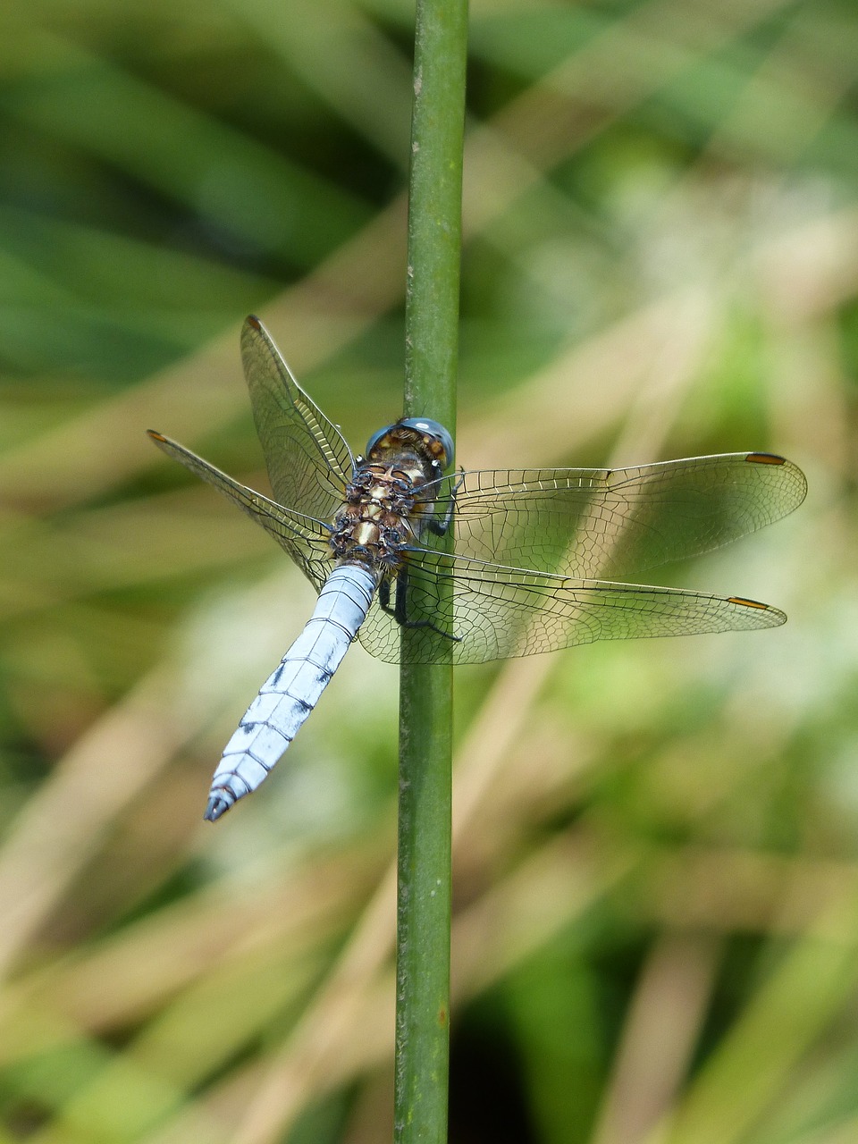dragonfly blue dragonfly orthetrum coerulescens free photo