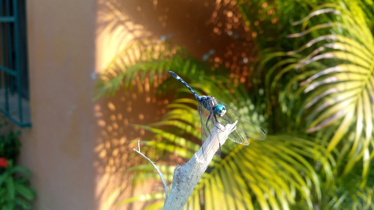 dragonfly dragon-fly libelula blue free photo