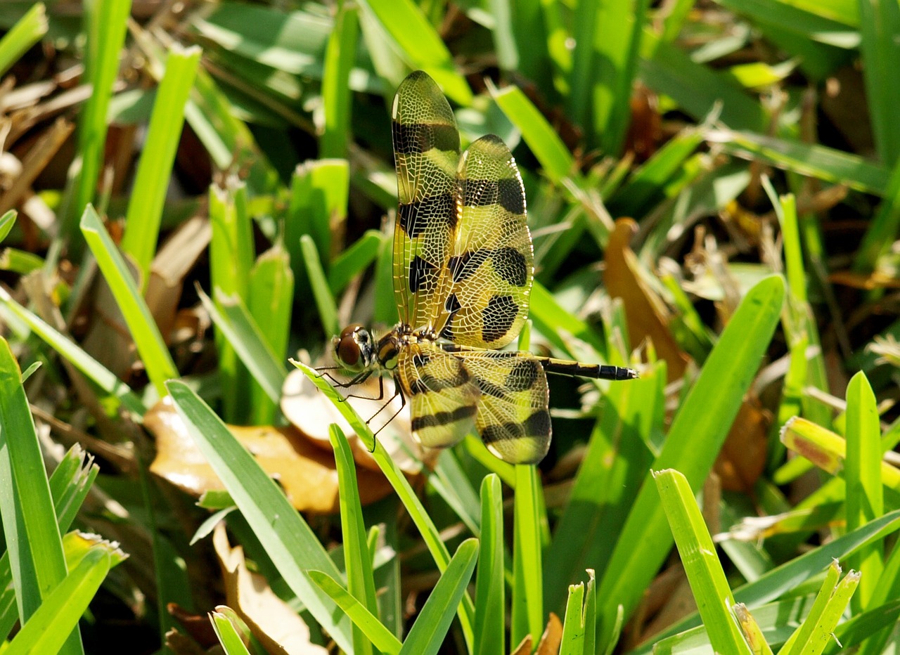 dragonfly grass flying free photo