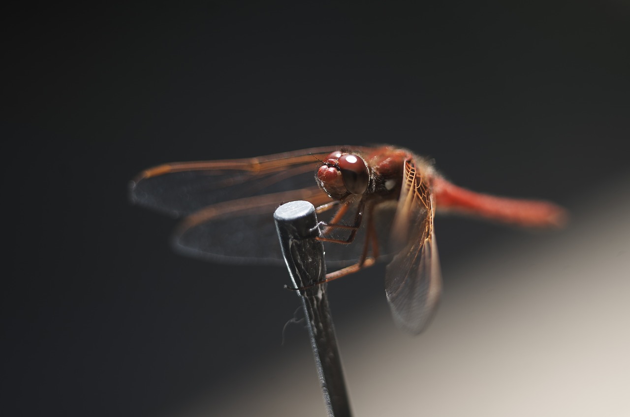 dragonfly macro insect free photo