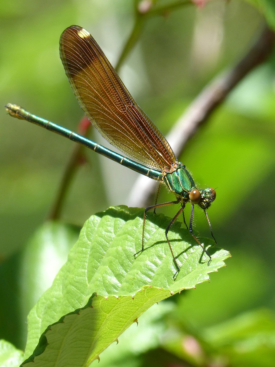 dragonfly iridescent green dragonfly free photo