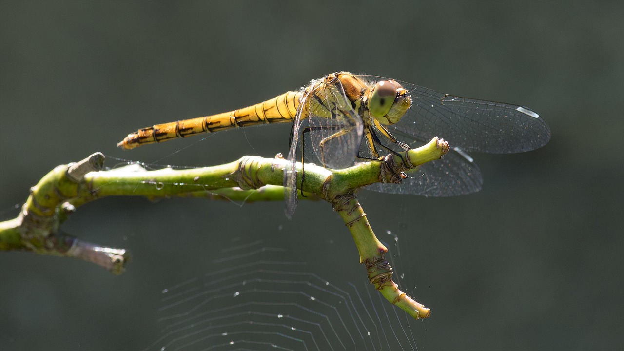 dragonfly garden yellow free photo