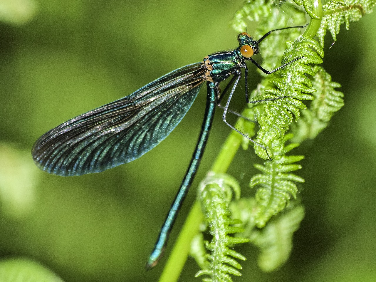 dragonfly insect nature free photo