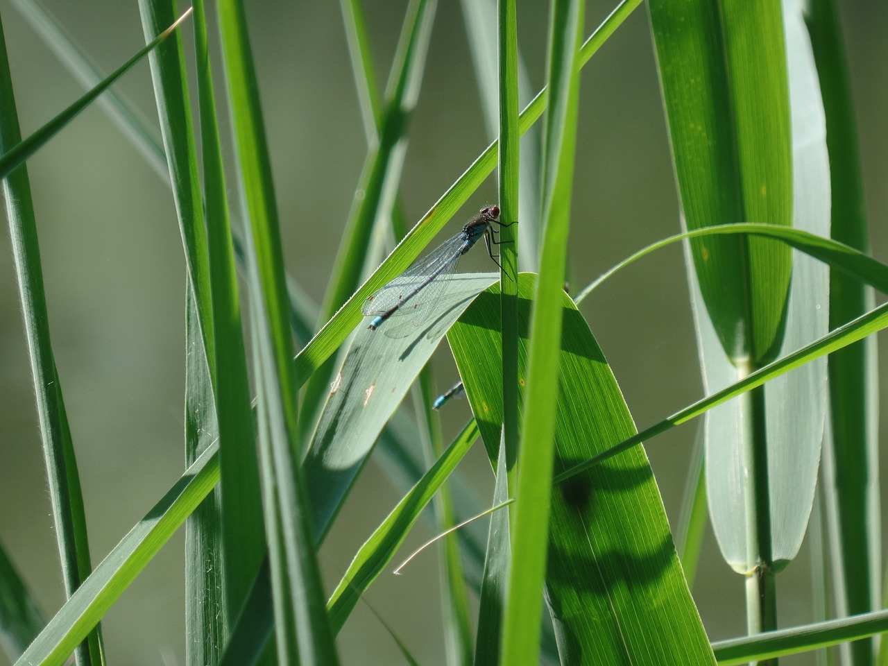 dragonfly nature insect free photo